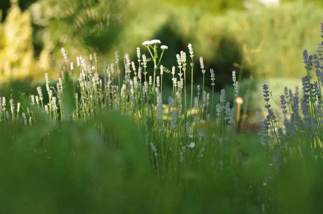 Greenhaven Garden Services 3